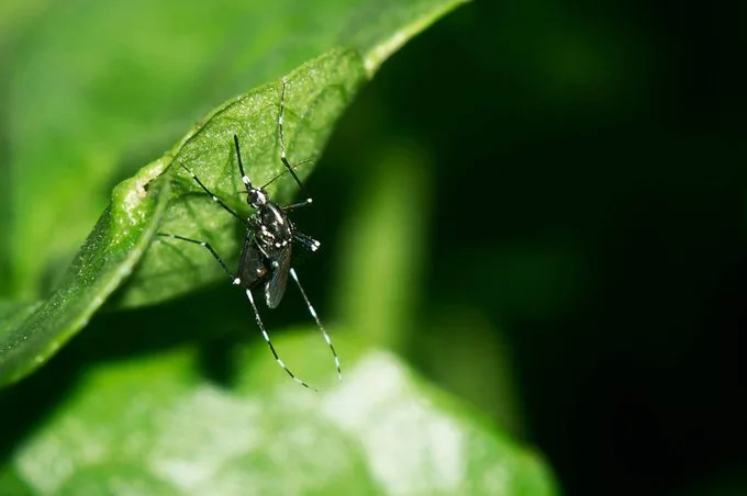 Ddengue Outbreak in Bangladesh