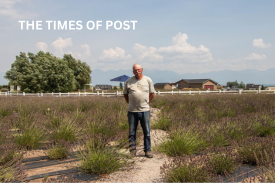 Somers Lavender Farm