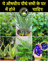 Here is a list of medicinal plants: यहाँ औषधीय पौधों की एक सूची दी गई है, जिनका उपयोग पारंपरिक और आयुर्वेदिक चिकित्सा में किया जाता है