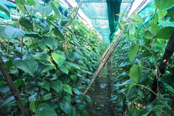 Betel cultivation is disappearing in Ratlam Chaurana Chaurani