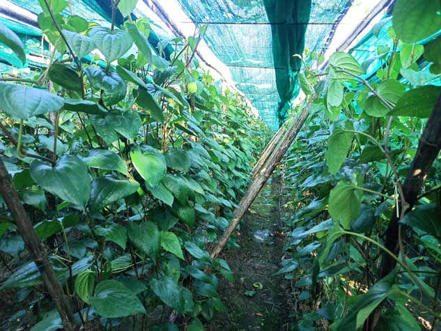 Betel cultivation is disappearing in Ratlam Chaurana Chaurani